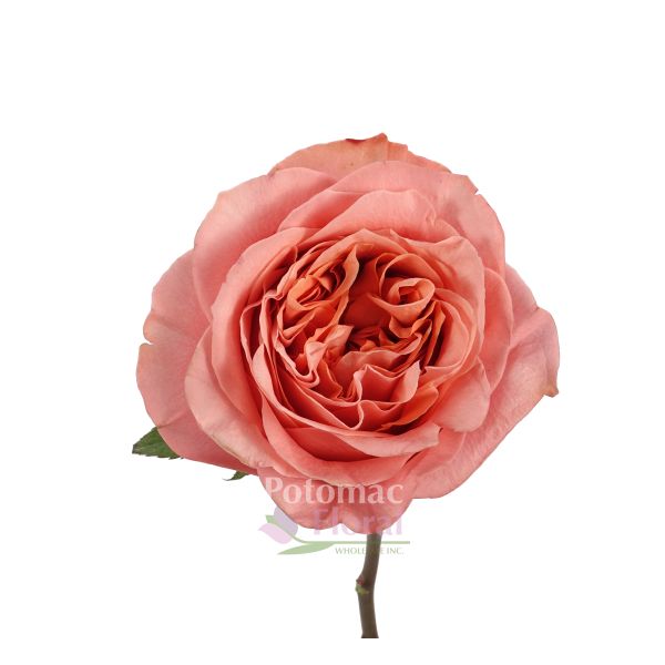Garden Rose Coral Expression, Double Heart Potomac Floral Wholesale
